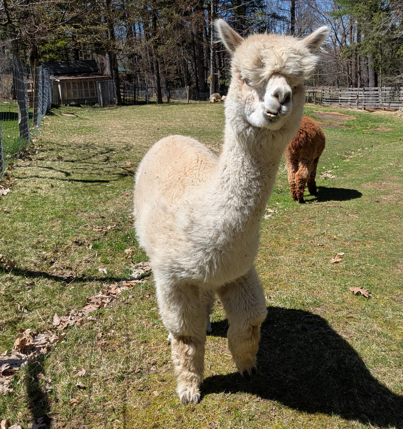 Meet alpacas at a small farm