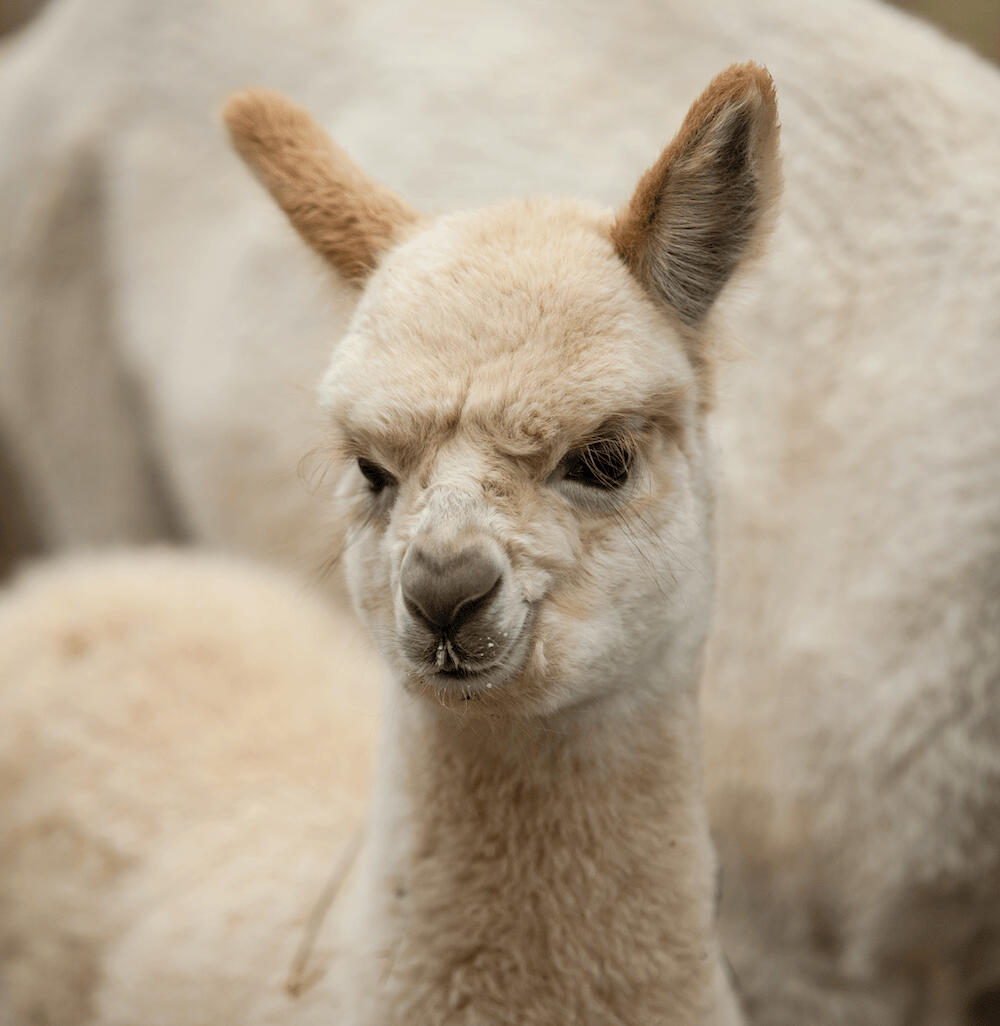 Meet alpacas at a small farm
