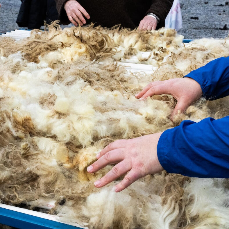 Experience the fleece-to-yarn process: choose wool, deliver it to the mill, receive the yarn at home