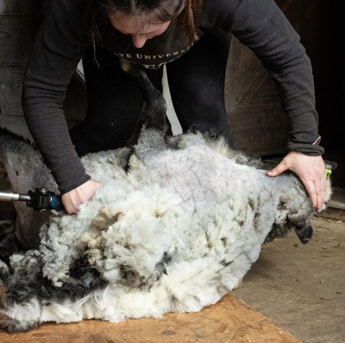 Watch a sheep shearing demonstration with shearer Siri Swanson of Yankee Clippers