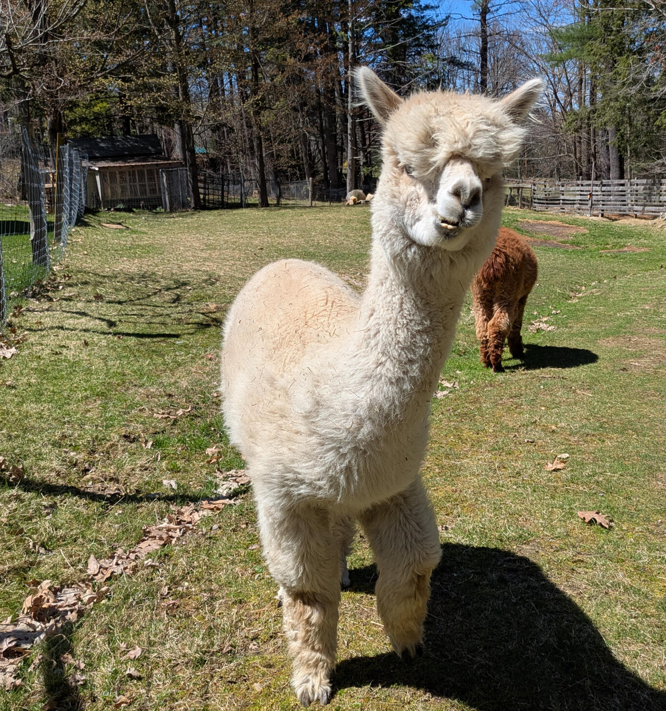 Meet alpacas at a small farm