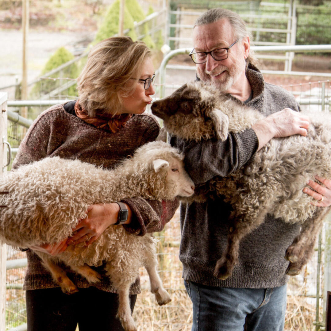 Visit farms raising rare fiber animals: guanacos, pygora goats, suri alpacas, and yaks