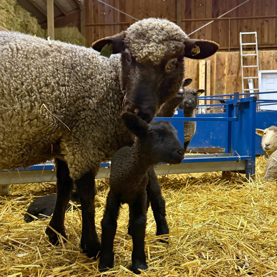Meet shepherds producing wool from CVM/Romeldale, Romney, and Icelandic sheep
